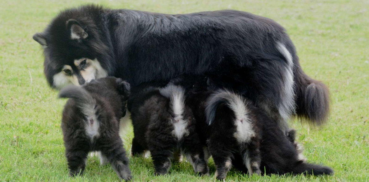 Finsk lapphund med hvalpe